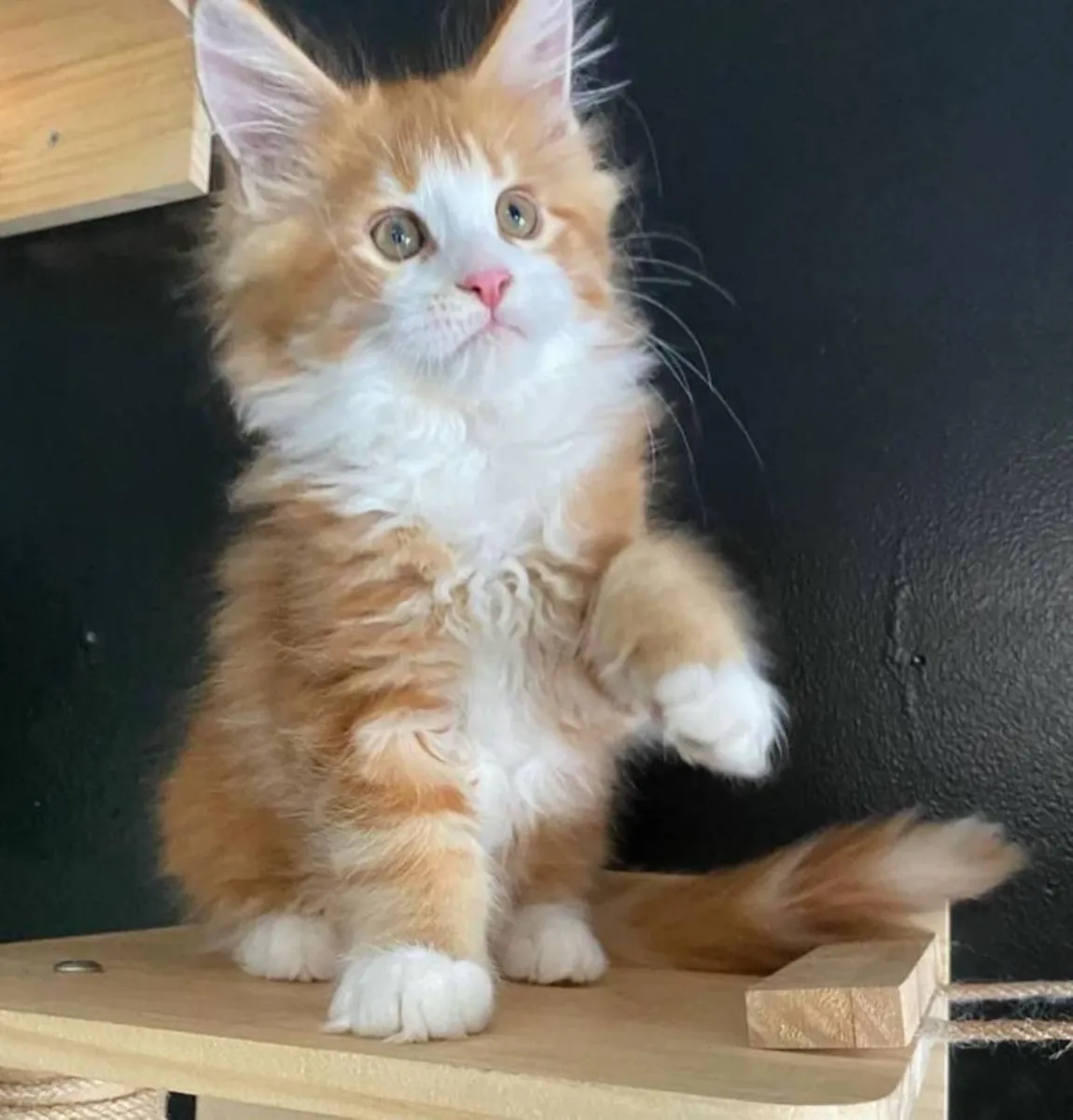 缅因猫幼崽出售