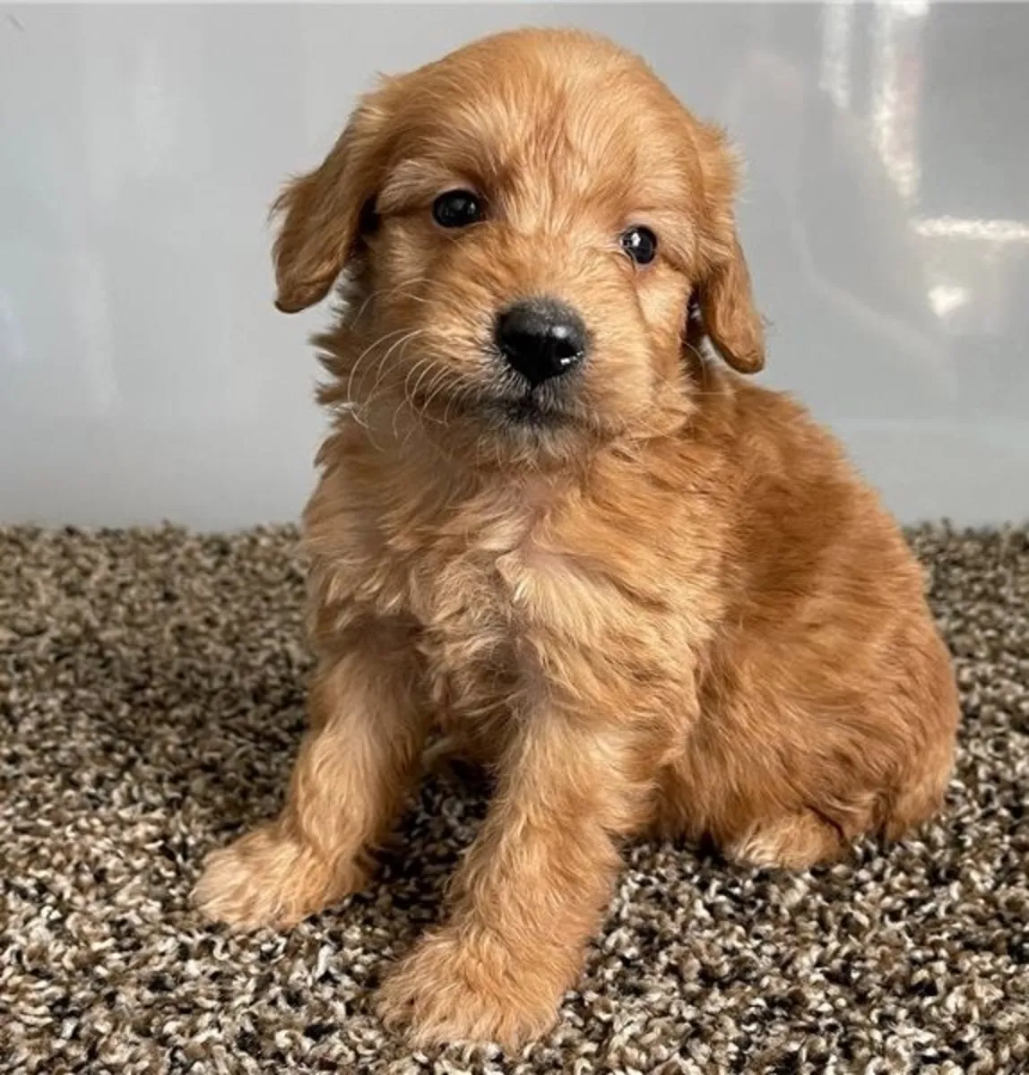 Goldendoodle Yavruları
