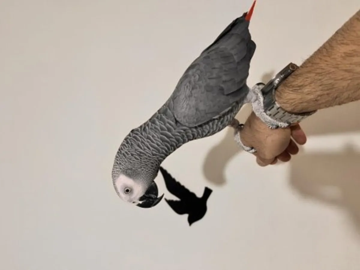 Любопытный африканский серый попугай ищет заботливый дом.