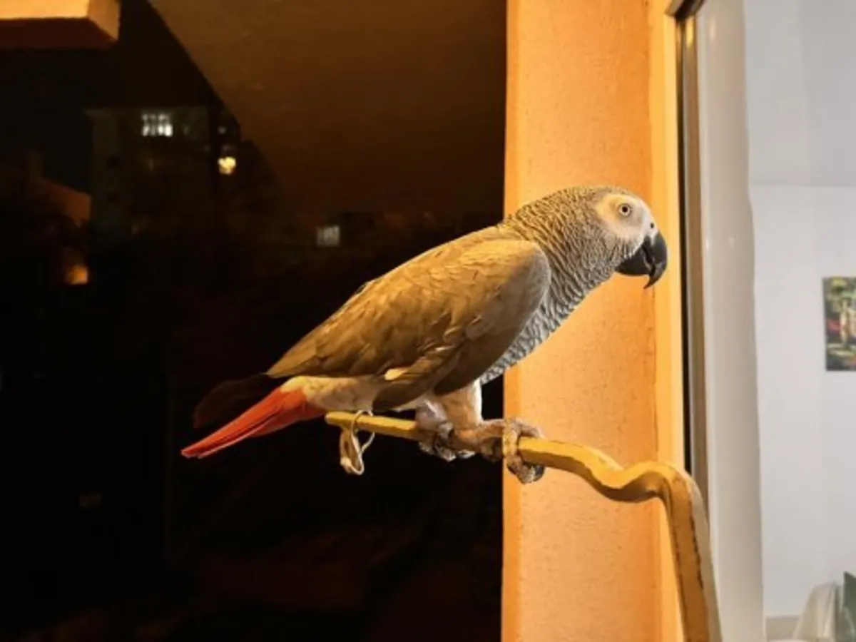 Любопытный африканский серый попугай ищет заботливый дом.