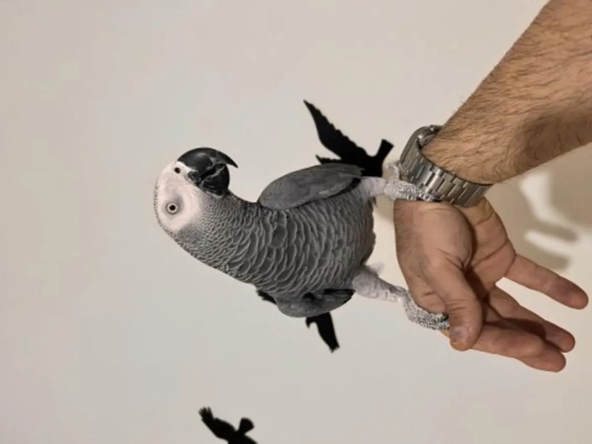 Любопытный африканский серый попугай ищет заботливый дом.