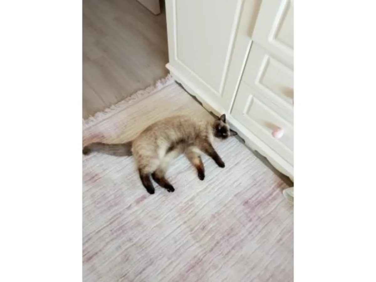 Спокойная британская короткошерстная кошка ищет мирную семью.