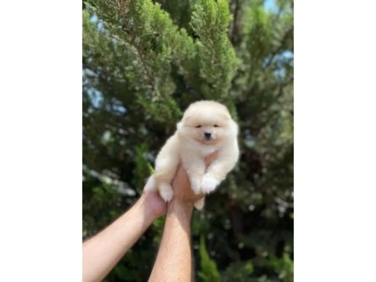 Playful white Pomeranian puppy seeks loving family