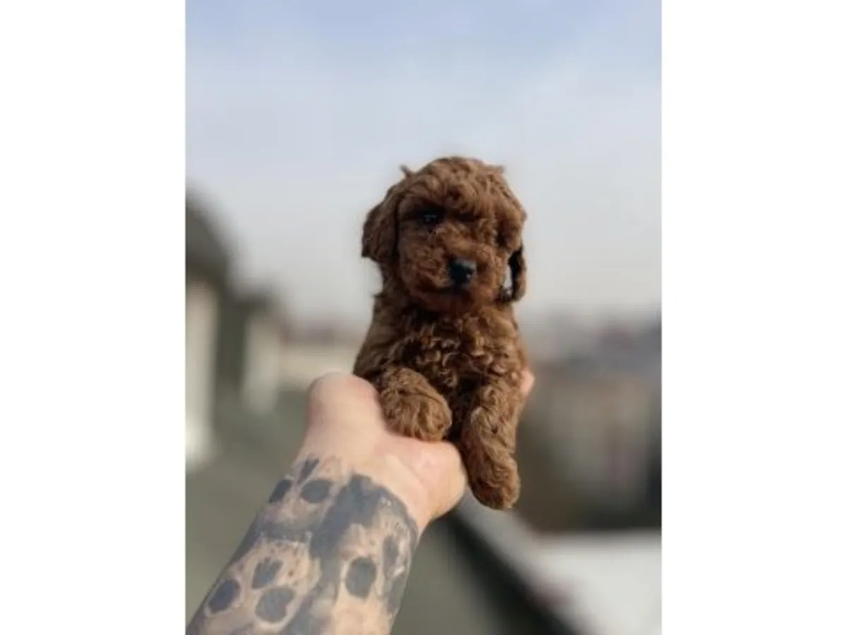 Intelligent brown poodle raised with care