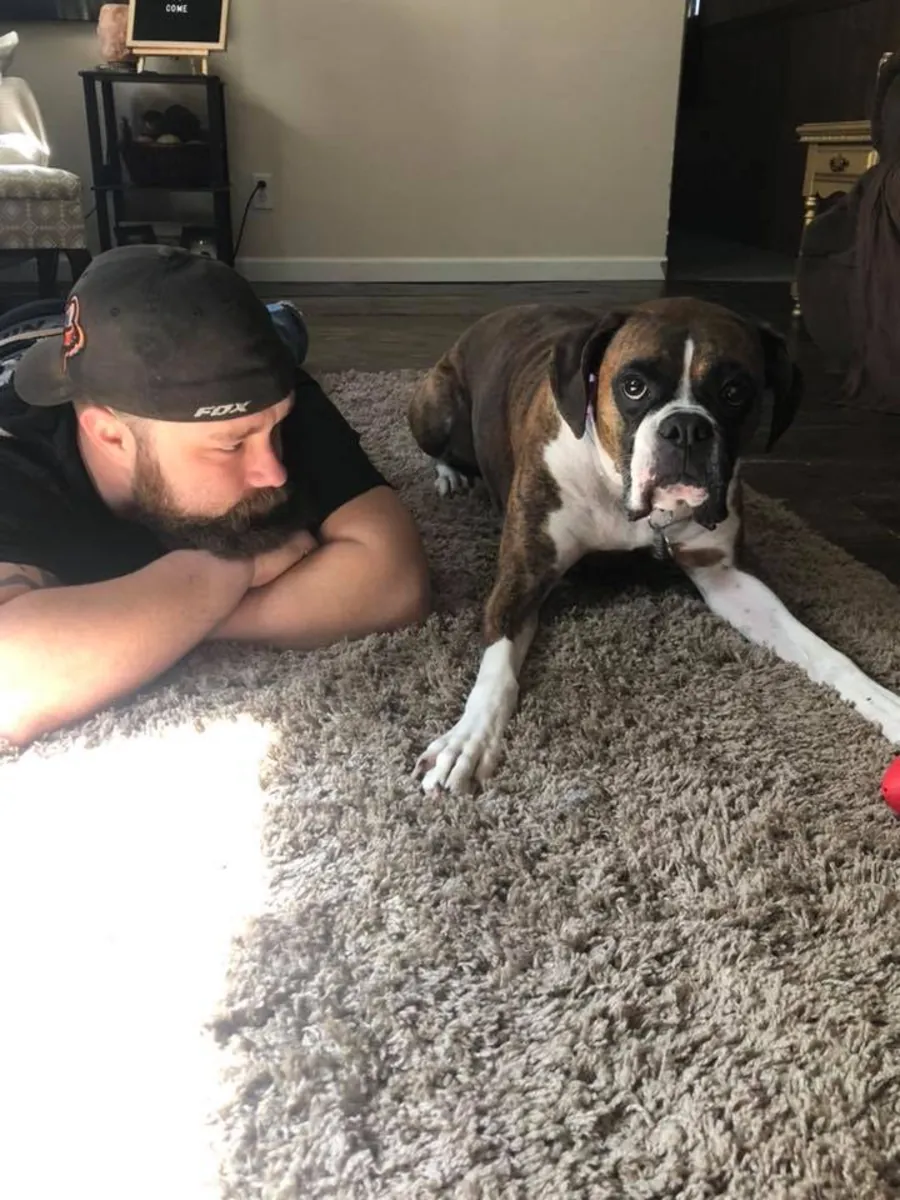 Ласковый боксер ищет активную семью.