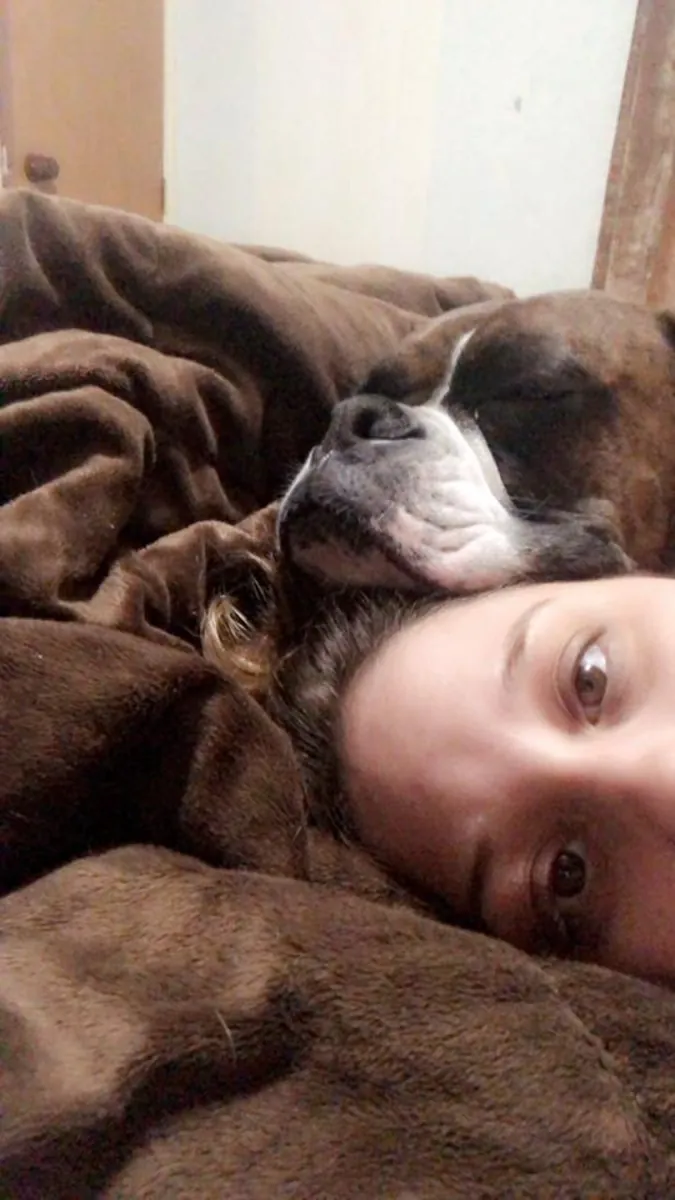 Ласковый боксер ищет активную семью.