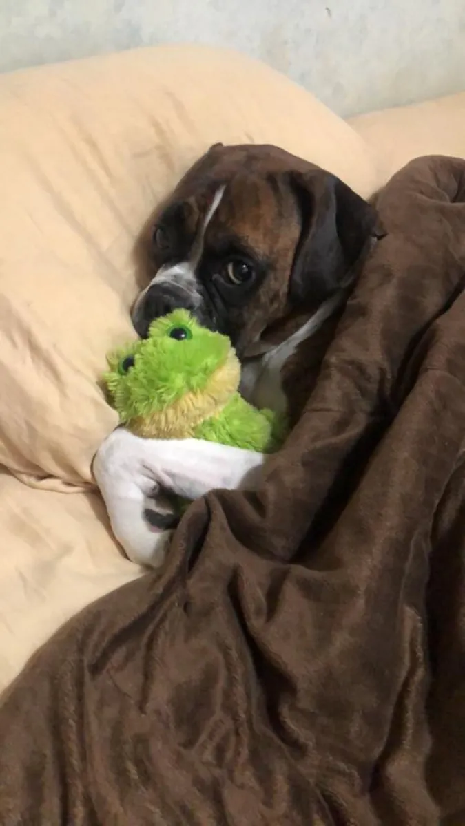 Ласковый боксер ищет активную семью.