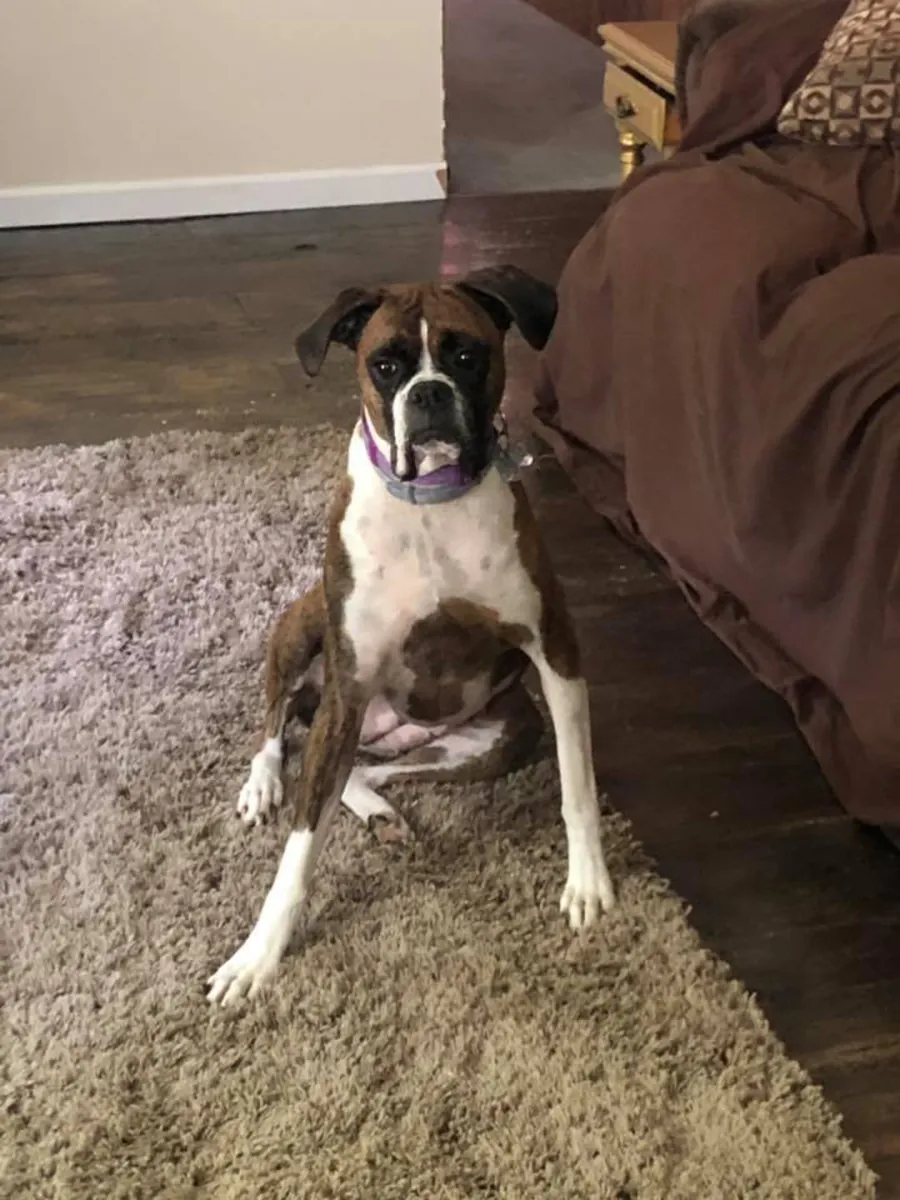 Ласковый боксер ищет активную семью.