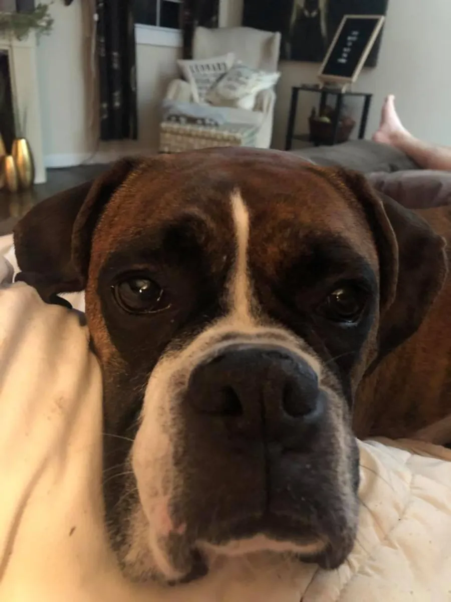 Ласковый боксер ищет активную семью.