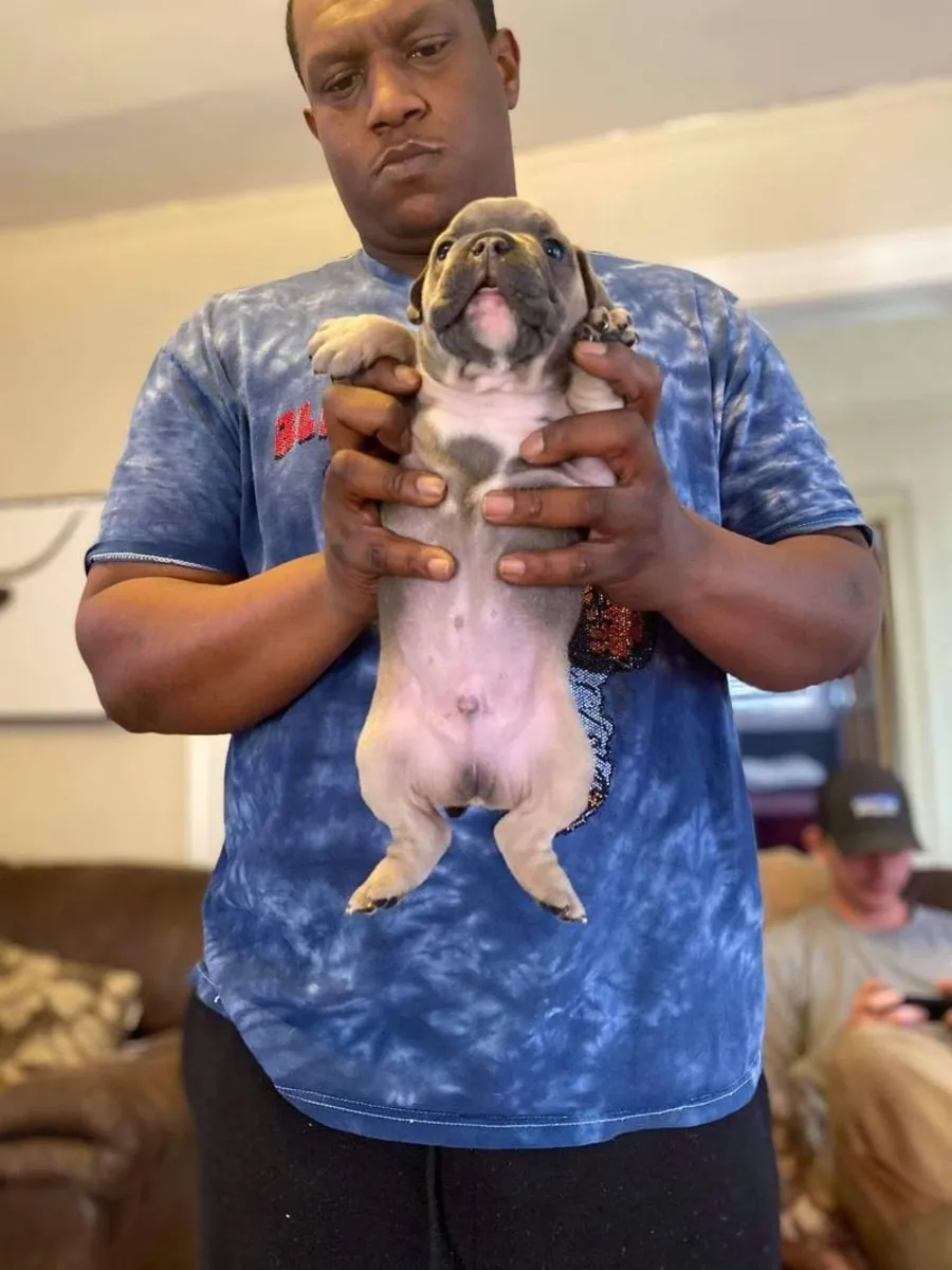 可爱的蓝白相间法国斗牛犬幼犬——健康又活泼