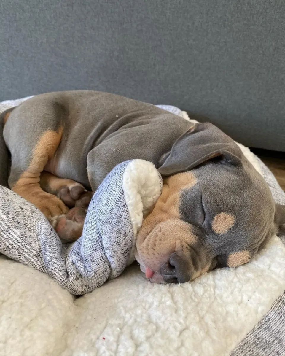 Hermosos cachorros de pitbull en venta