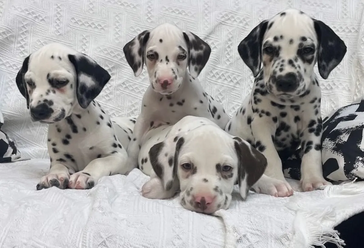 Magnifiques chiots dalmatiens