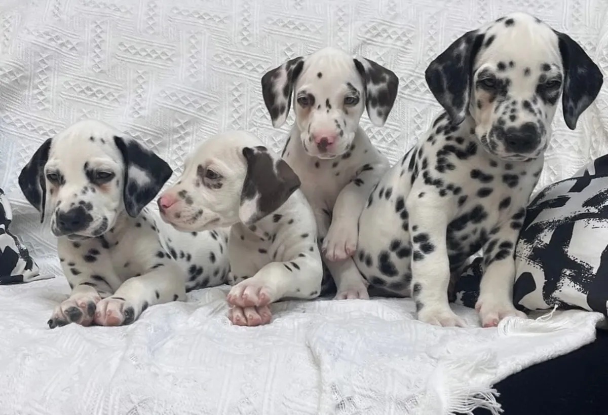 Magnifiques chiots dalmatiens