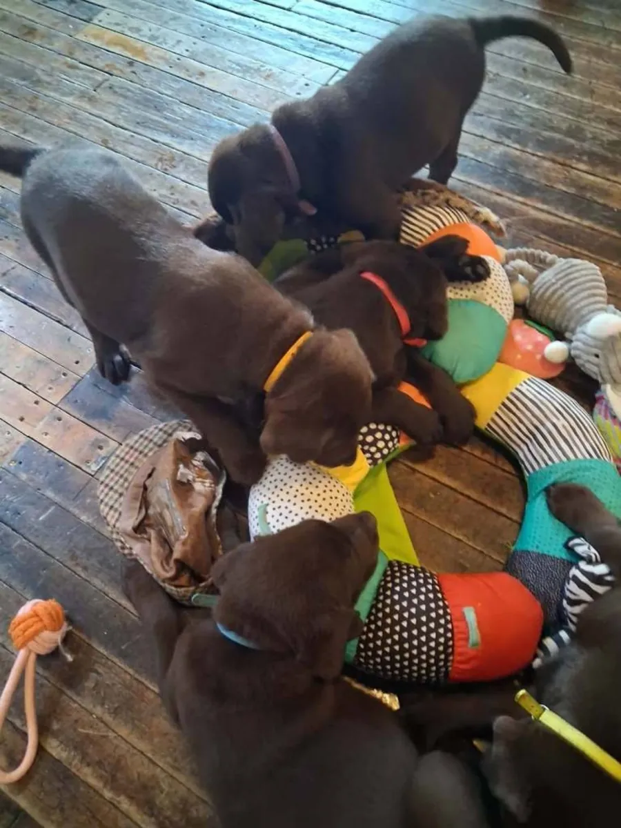 拉布拉多幼犬