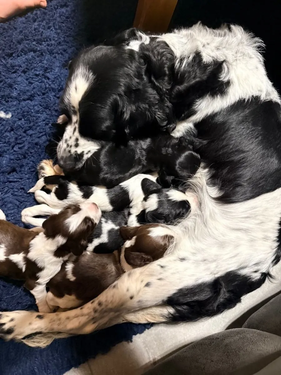 斯普林格犬