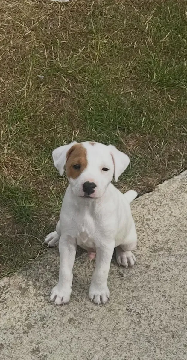 Jack Russell Dog Pups for sale