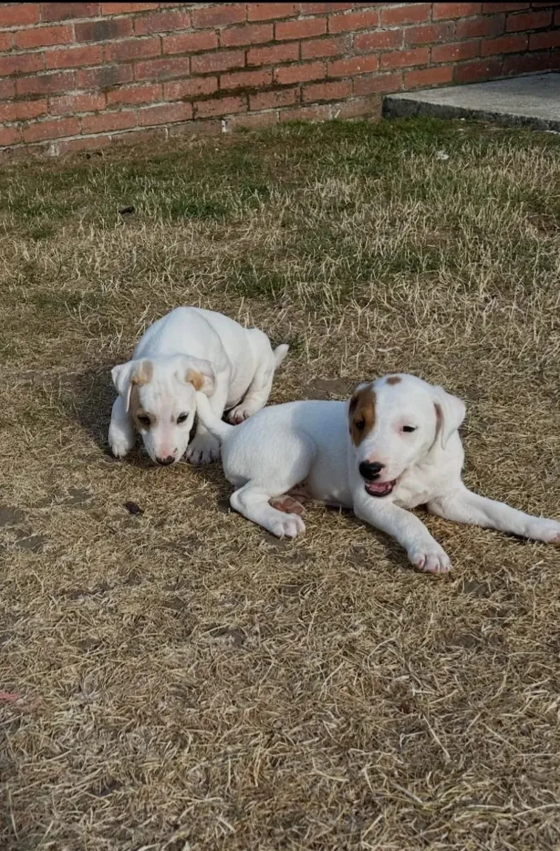 Jack Russell Dog Pups for sale