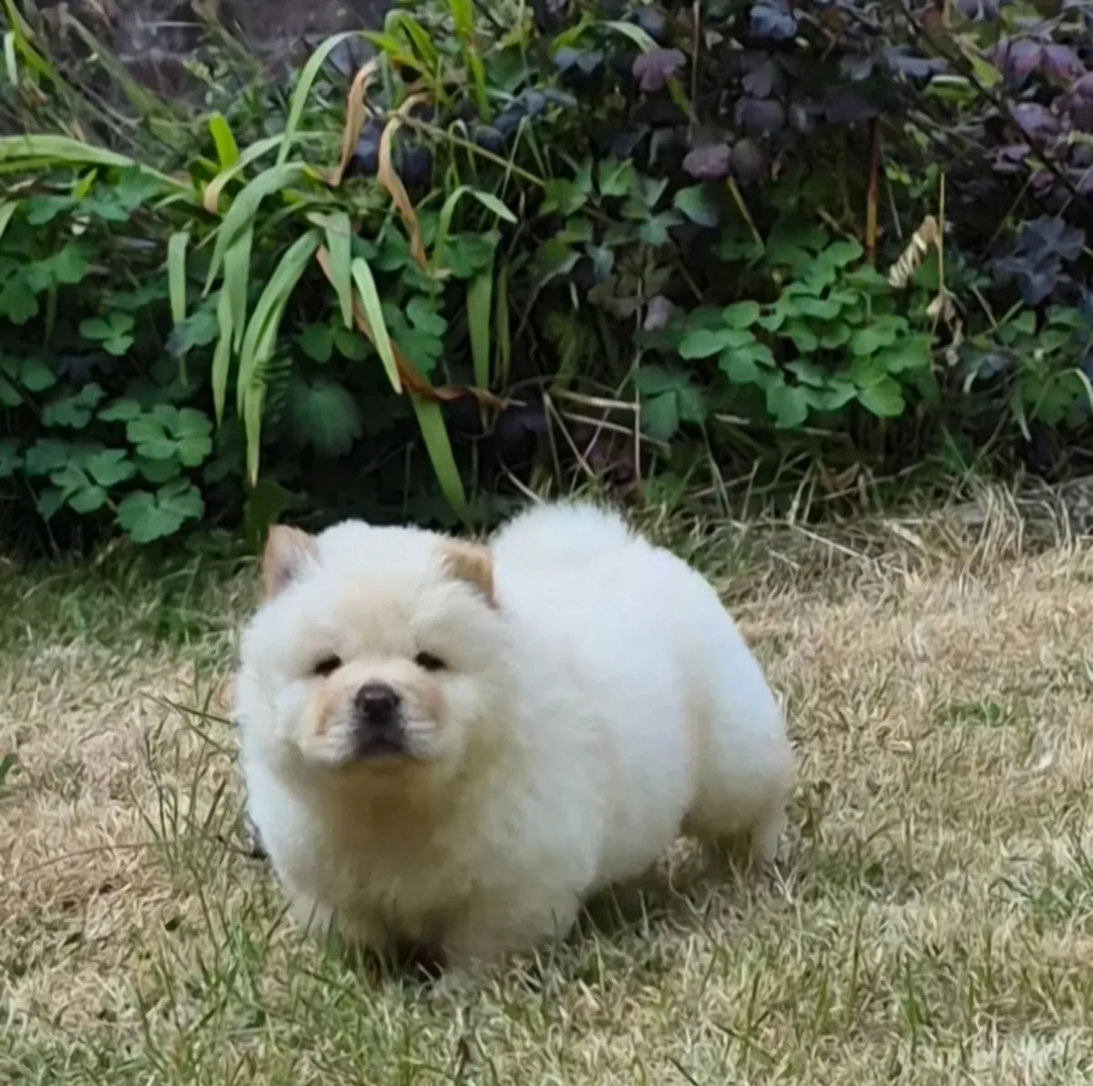 KC注册松狮幼犬