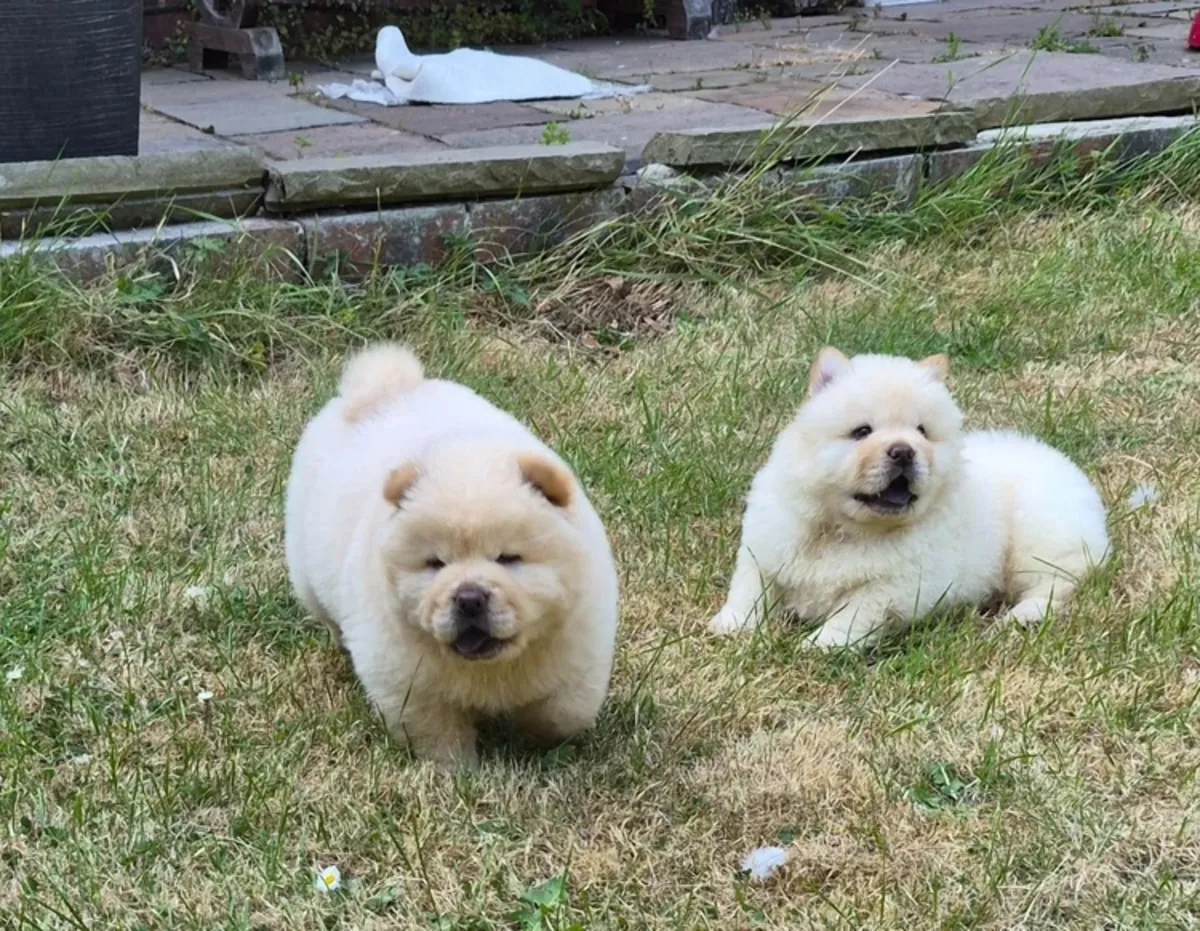 KC注册松狮幼犬