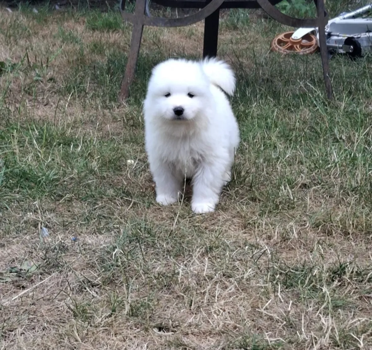 萨摩耶幼犬寻找永远的家