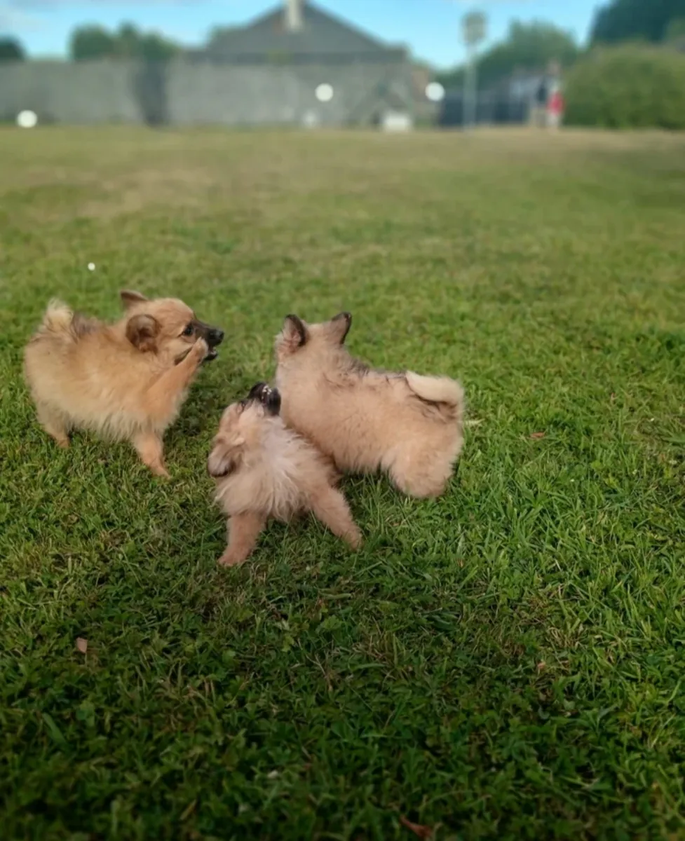 Beautiful Pomeranianpuppy
