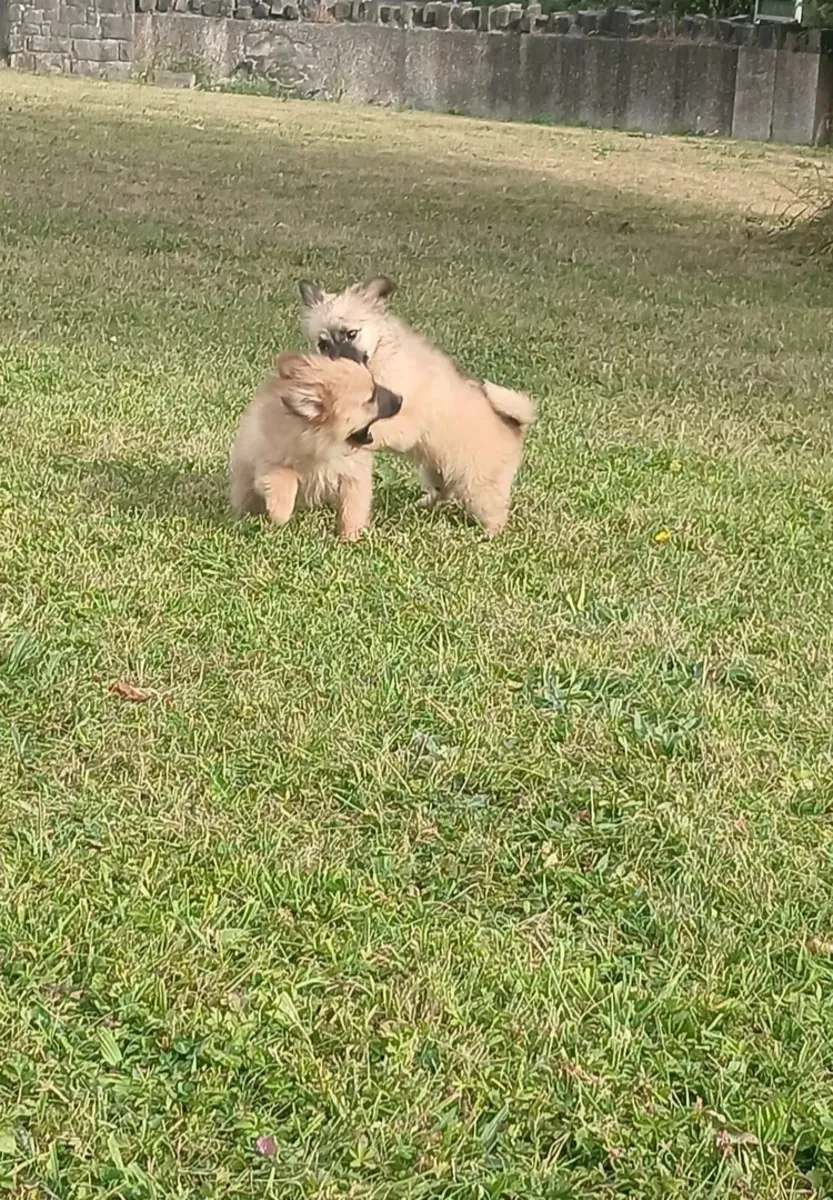 Beautiful Pomeranianpuppy