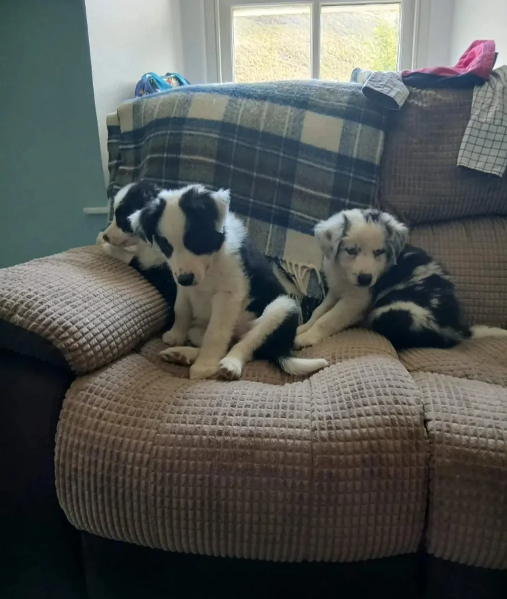 Beautiful border collie puppies
