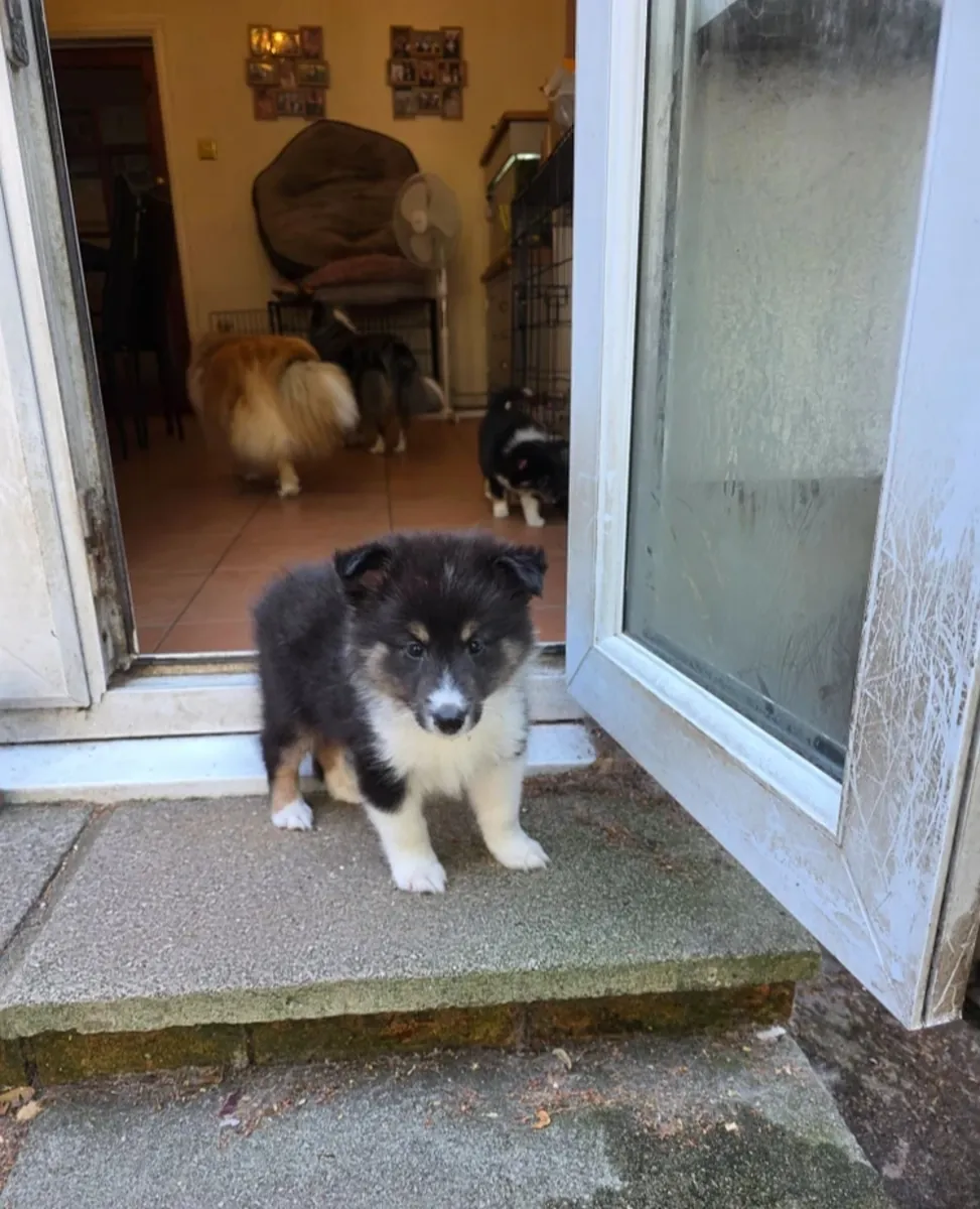 Beautiful shetland sheepdog puppy