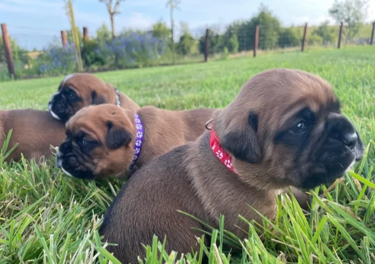  royal KC reg Boxer pups