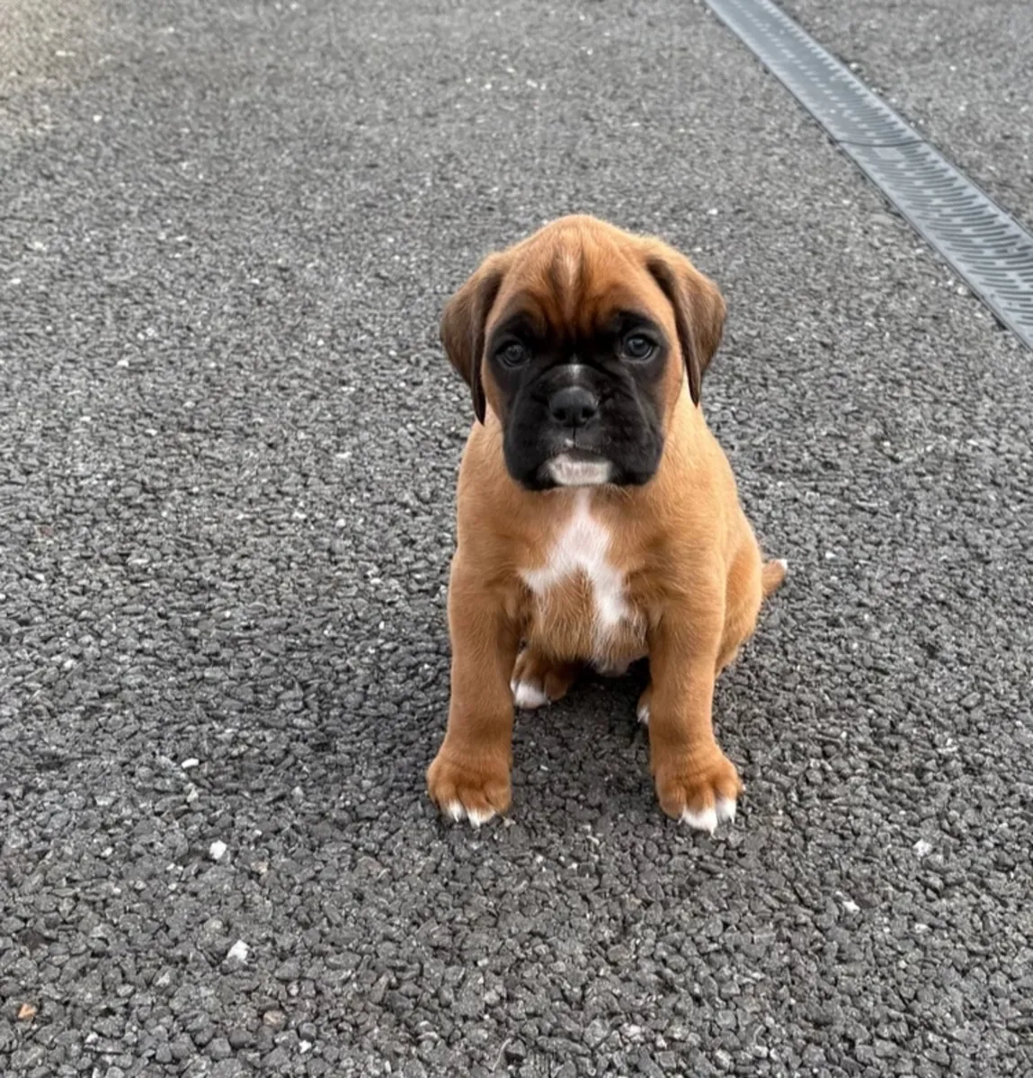  royal KC reg Boxer pups