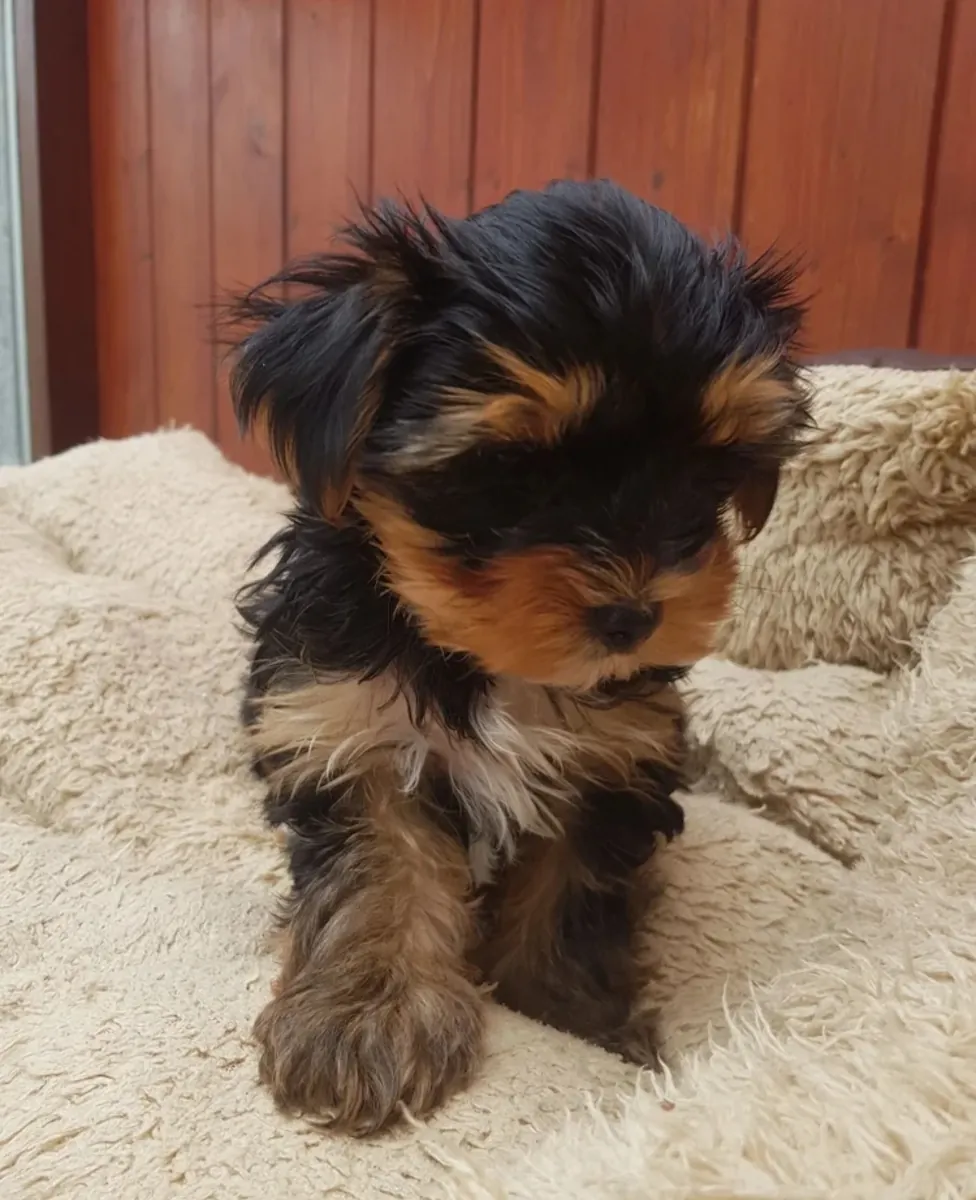 Yorkshire terrier puppies 8 weeks old