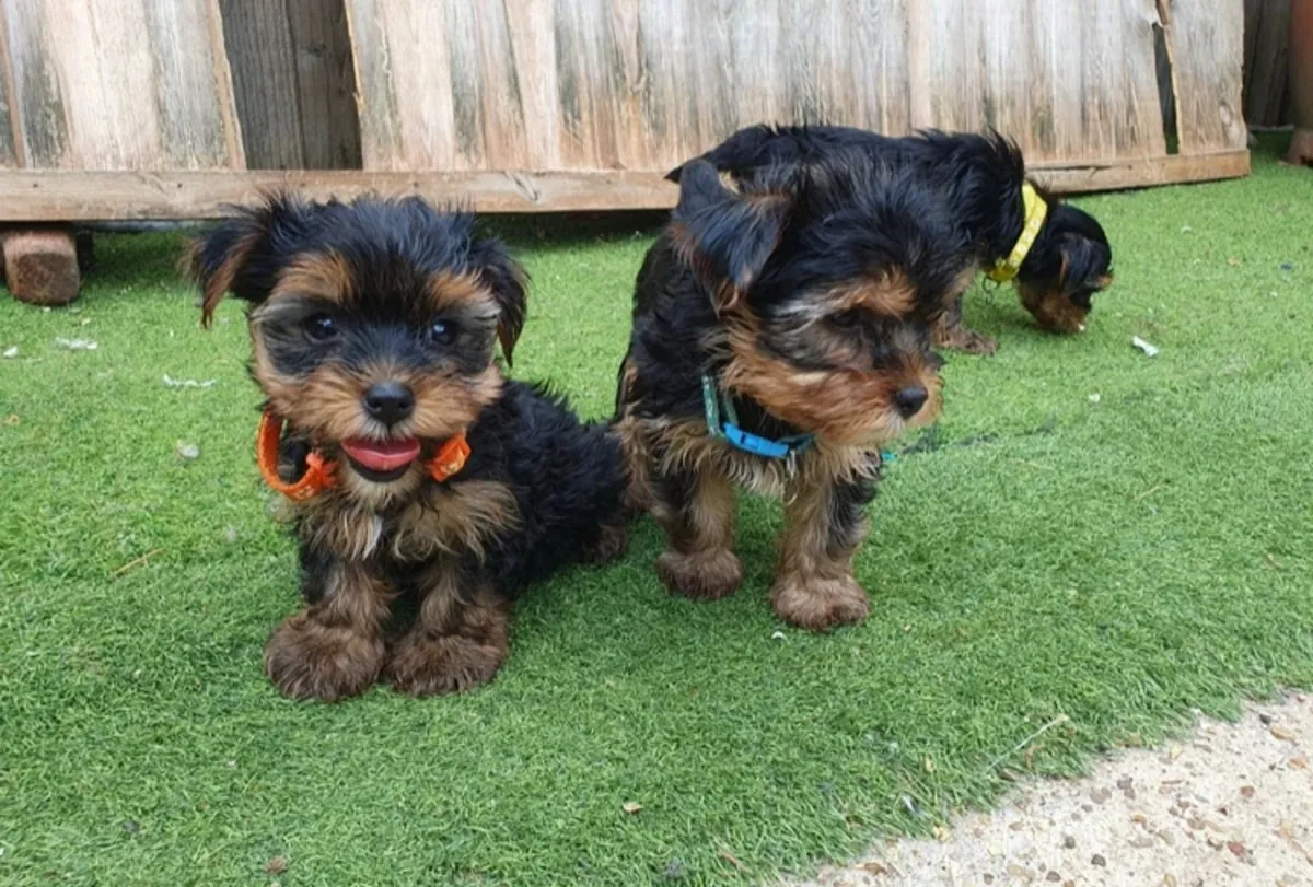 Yorkshire terrier puppies 8 weeks old