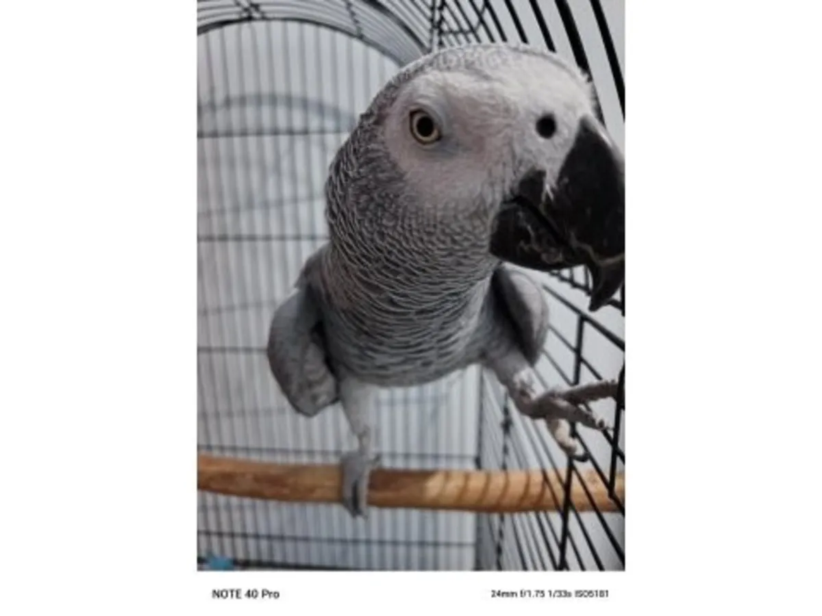 Высокоинтеллектуальный африканский серый попугай ищет ответственный дом.