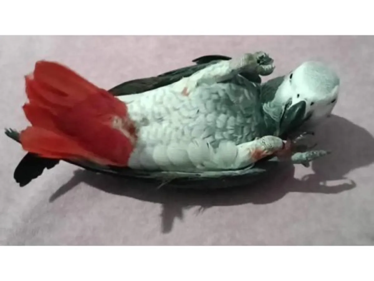 Высокоинтеллектуальный африканский серый попугай ищет ответственный дом.