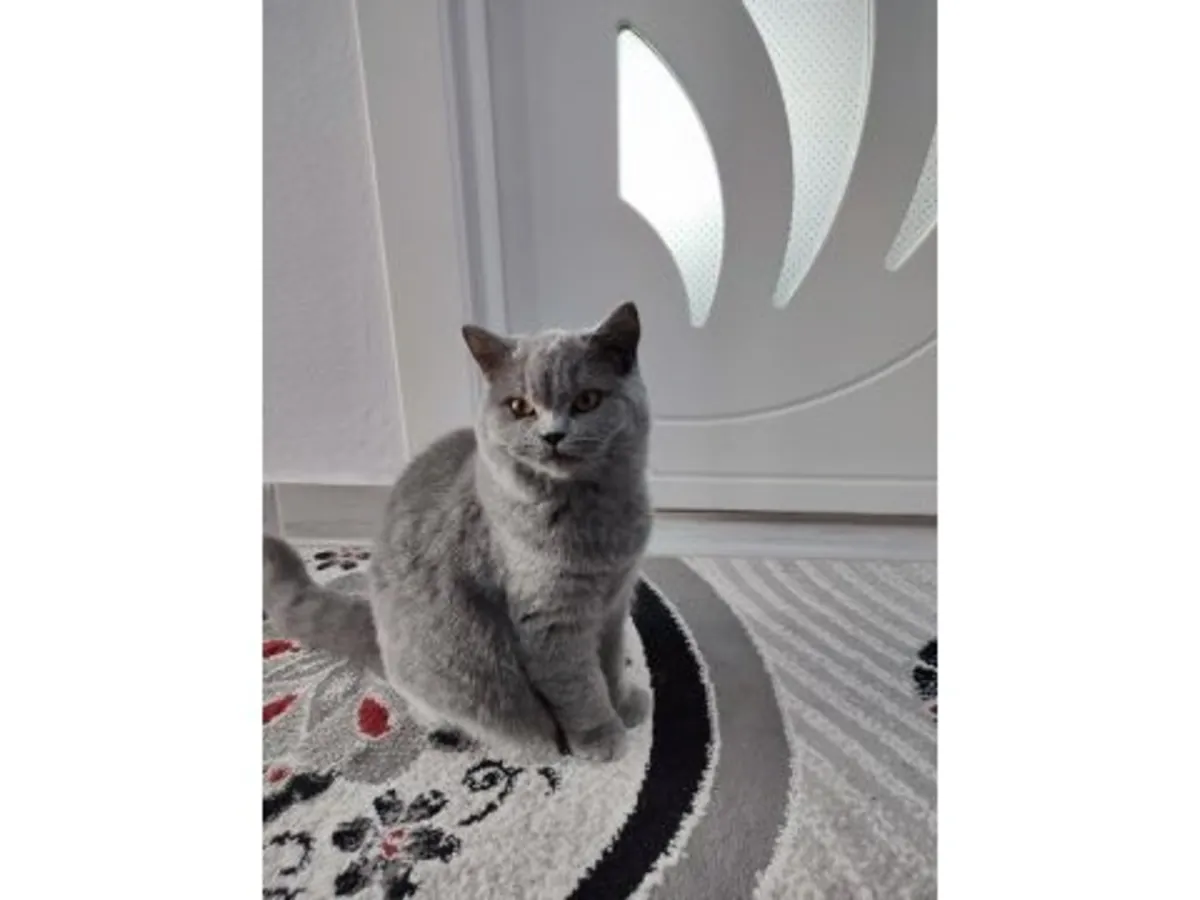 性格温顺的英国短毛猫正在寻找一个有耐心的家庭。