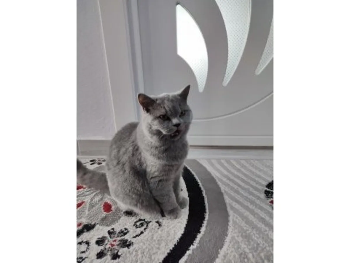 性格温顺的英国短毛猫正在寻找一个有耐心的家庭。