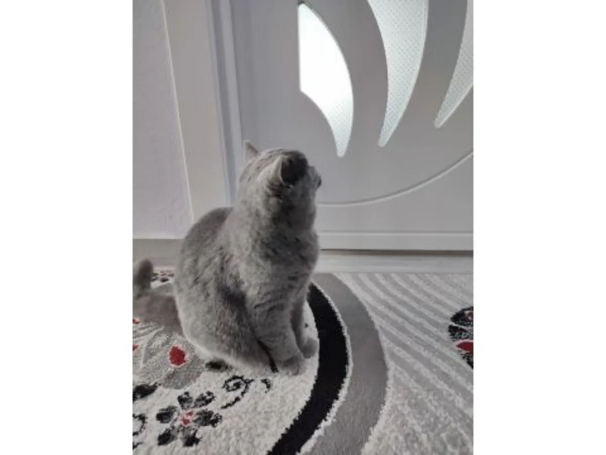 性格温顺的英国短毛猫正在寻找一个有耐心的家庭。