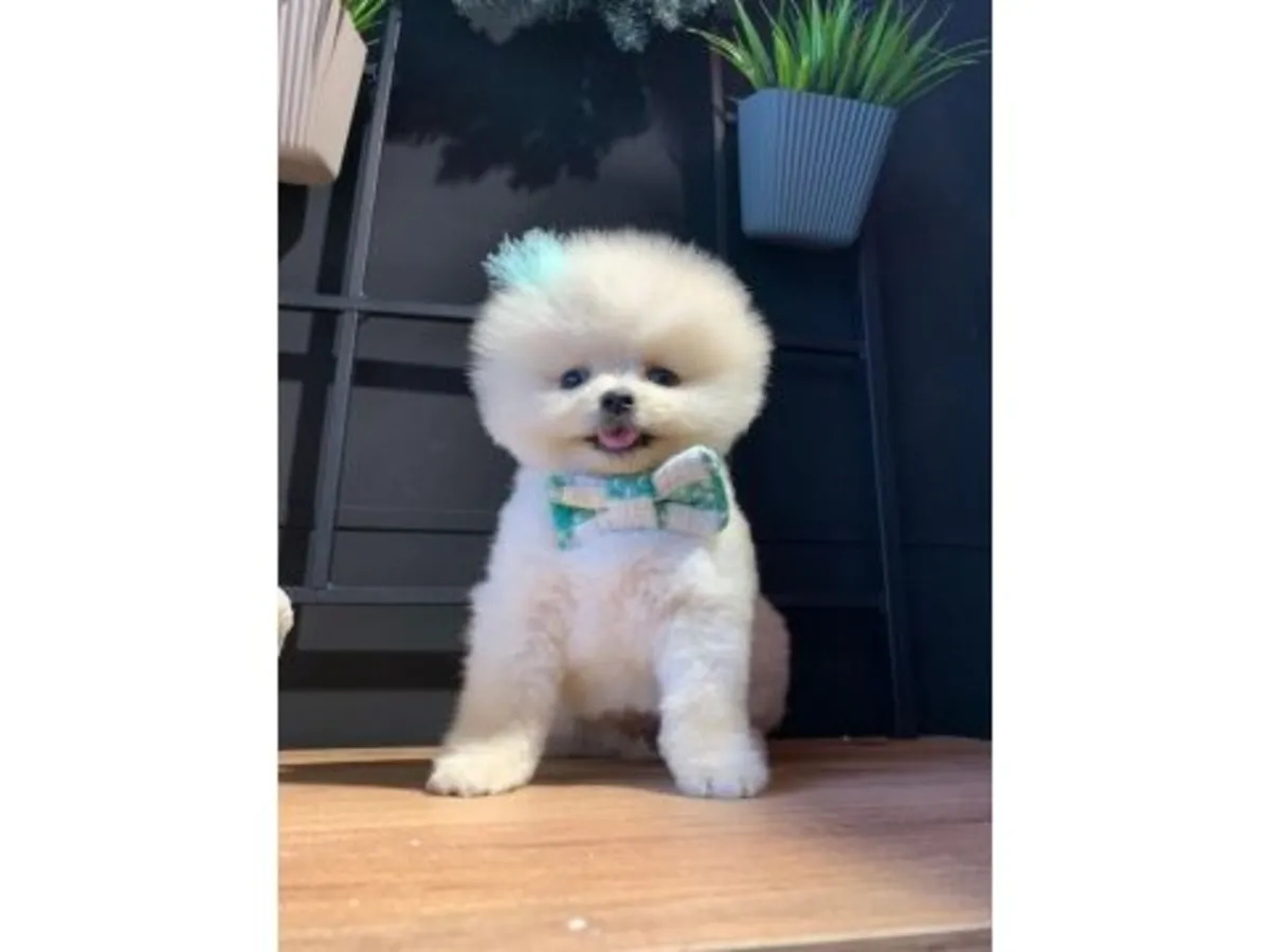Cachorro Pomerania blanco muy sociable busca nuevo hogar