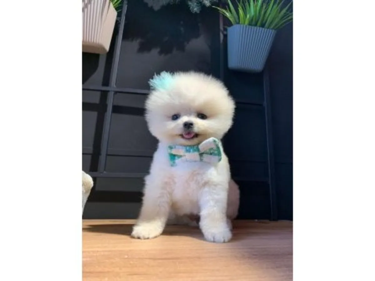 Cachorro Pomerania blanco muy sociable busca nuevo hogar