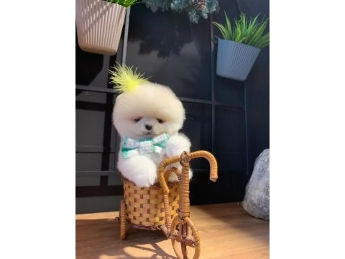 Cachorro Pomerania blanco muy sociable busca nuevo hogar