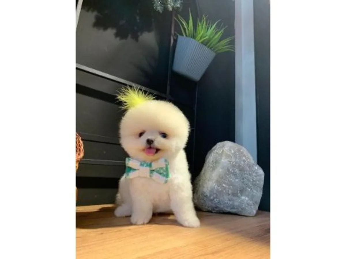 Cachorro Pomerania blanco muy sociable busca nuevo hogar