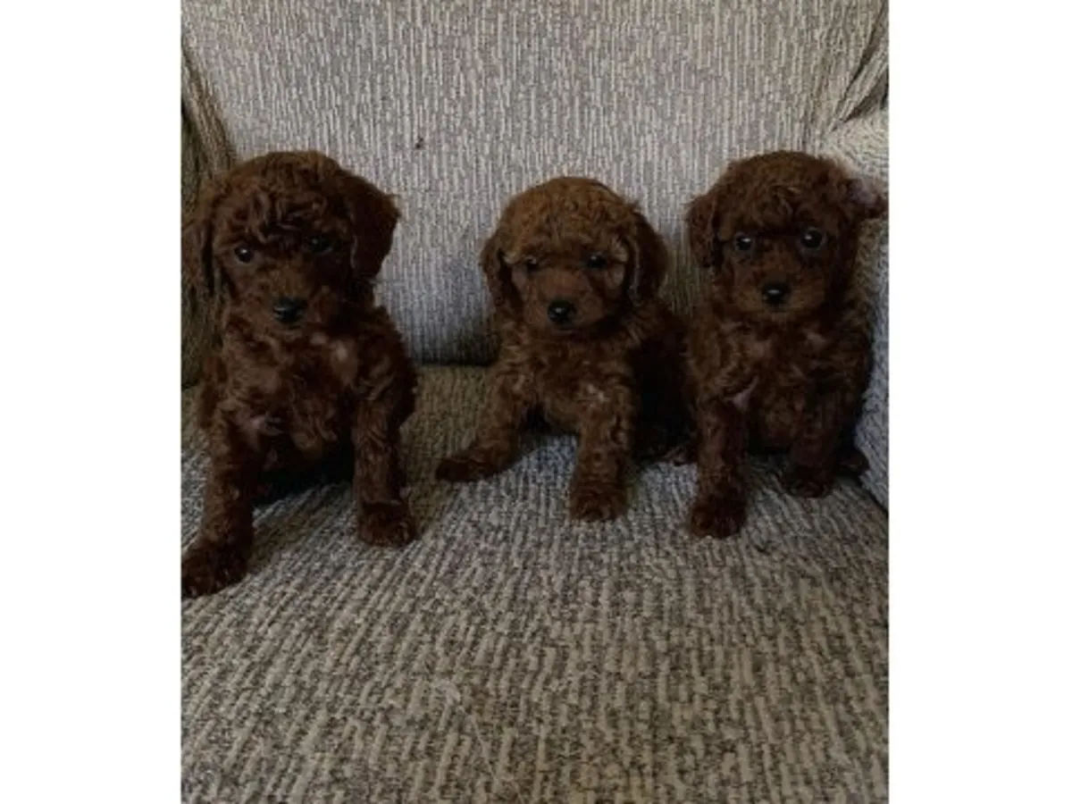 Caniche marrón inteligente criado en ambiente familiar