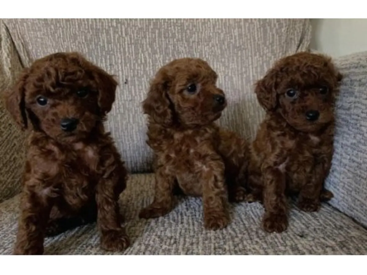 Caniche marrón inteligente criado en ambiente familiar