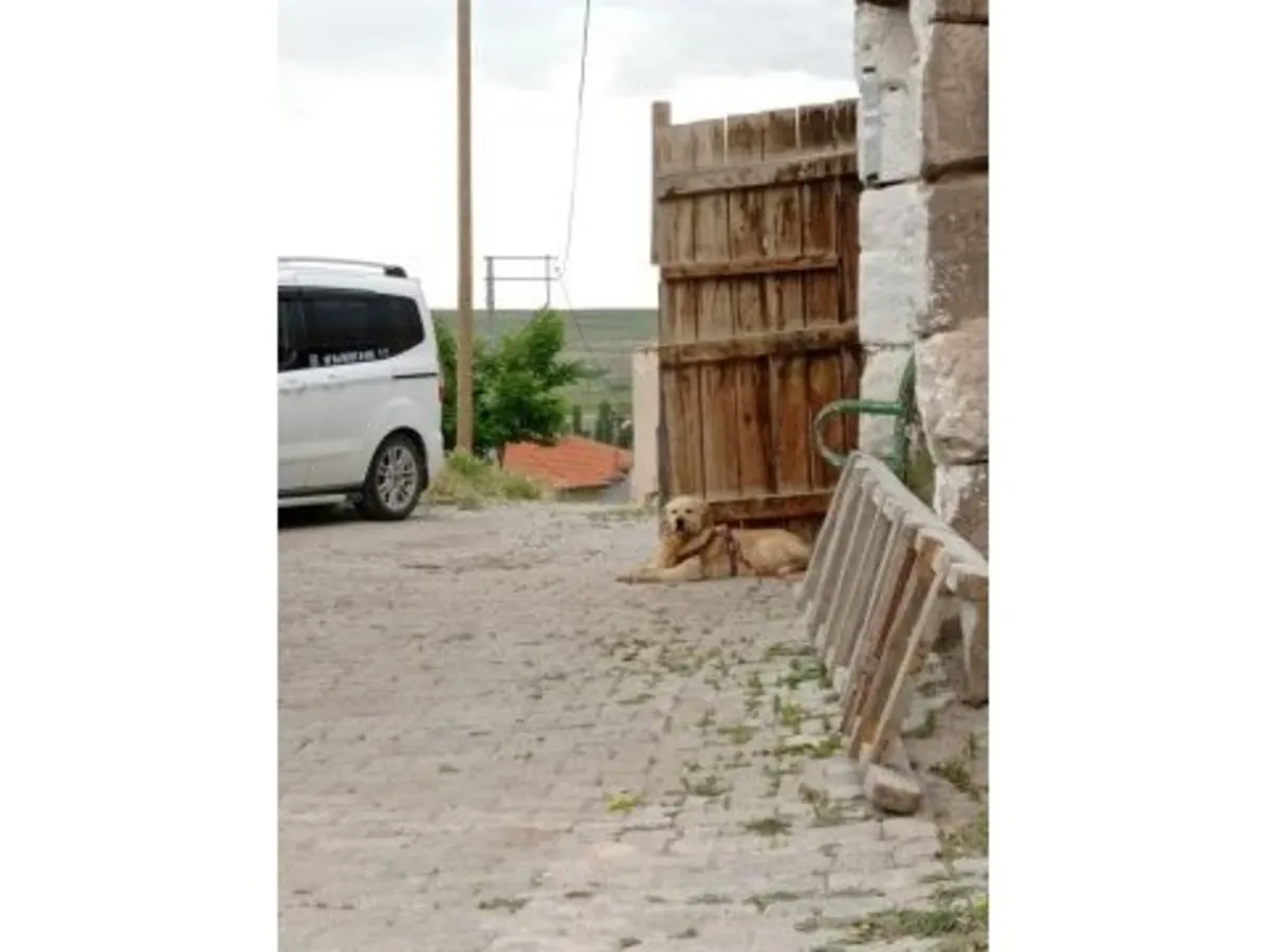 Дружелюбный золотистый ретривер ищет активную семью.