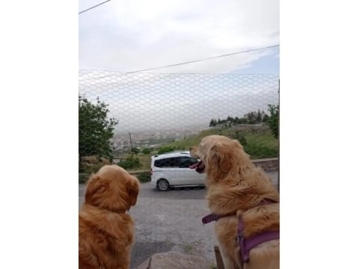 Дружелюбный золотистый ретривер ищет активную семью.