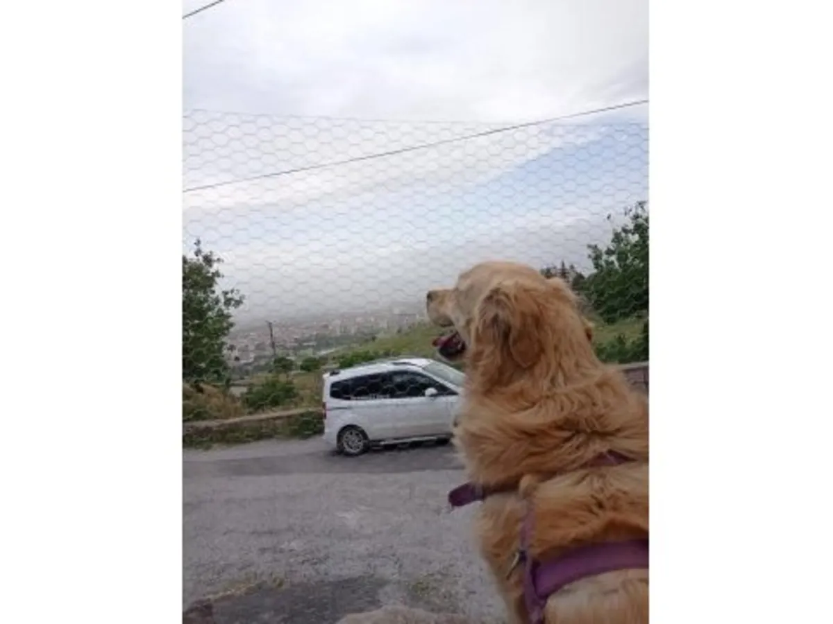 Дружелюбный золотистый ретривер ищет активную семью.