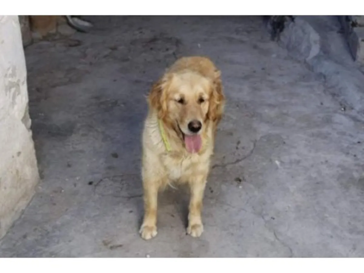 Дружелюбный золотистый ретривер ищет активную семью.