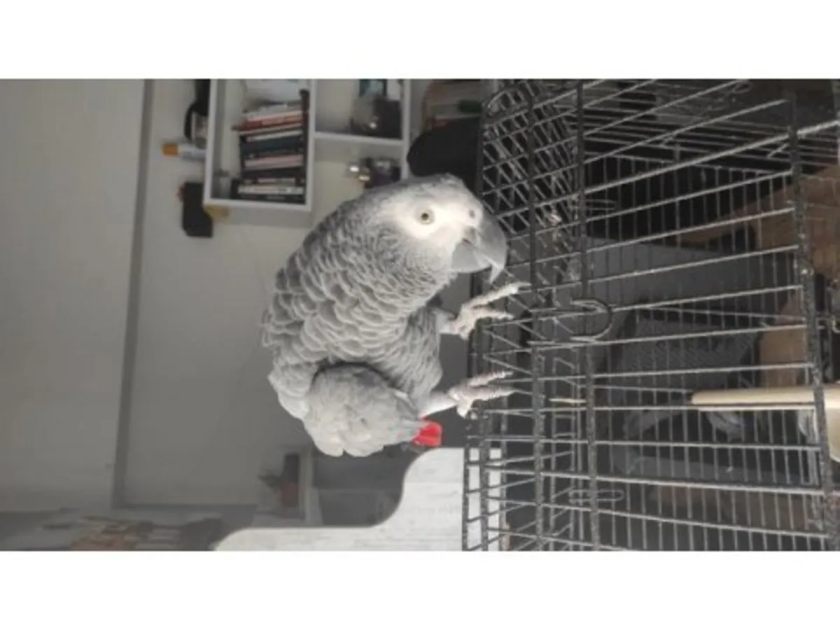Observant and calm African grey parrot seeks new home