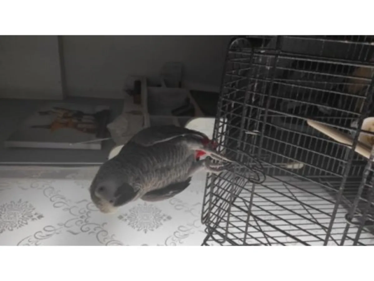 Observant and calm African grey parrot seeks new home