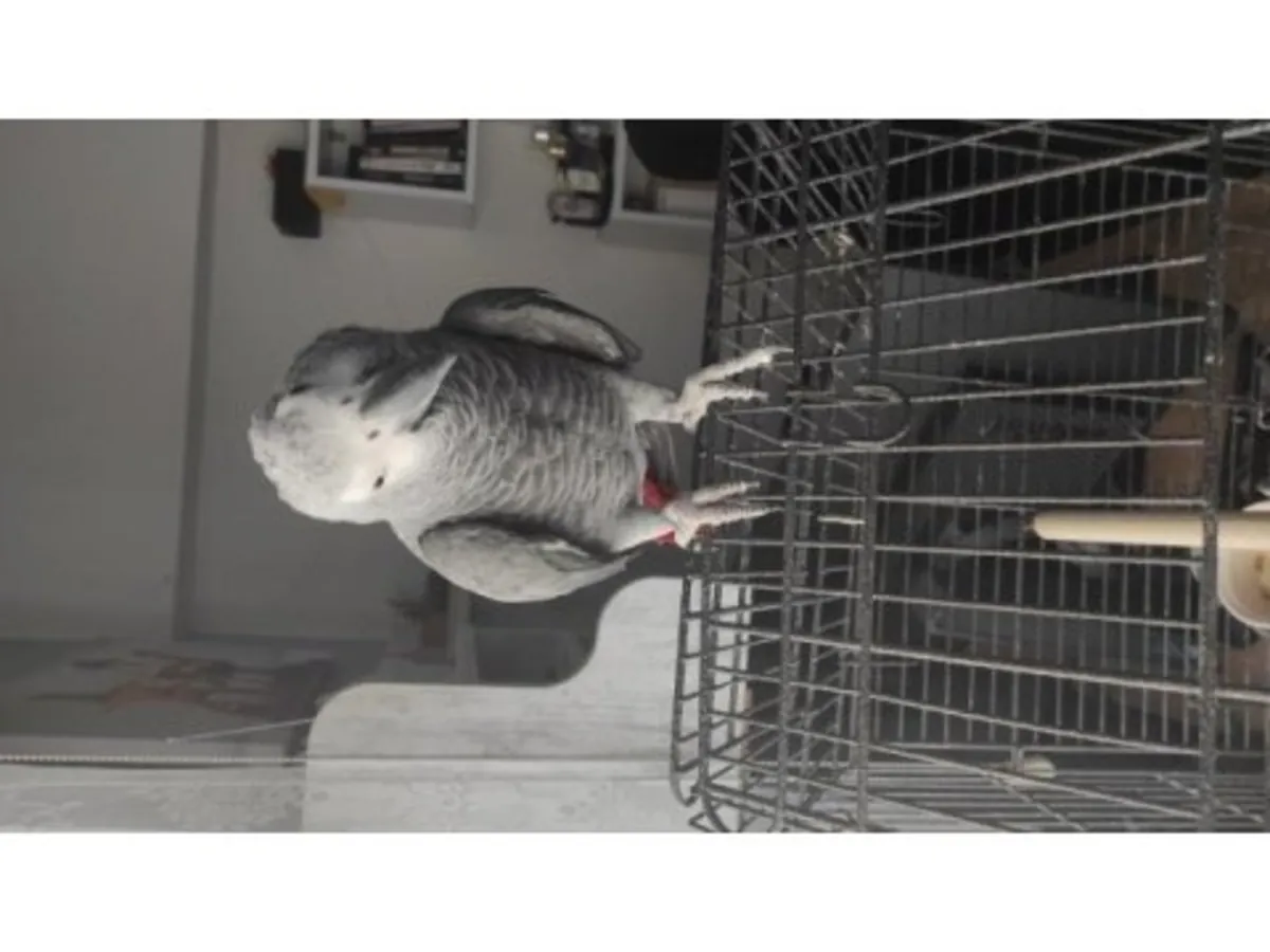 Observant and calm African grey parrot seeks new home